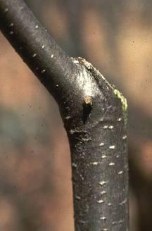 Multi-scaffold & Long pruning Thinning