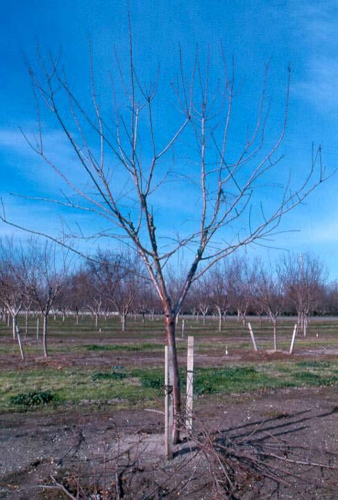Intermediate pruning Tree after 2 nd dormant pruning.