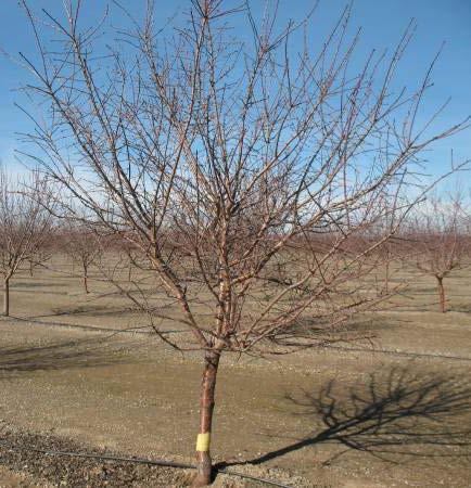 Intermediate pruning Tree at