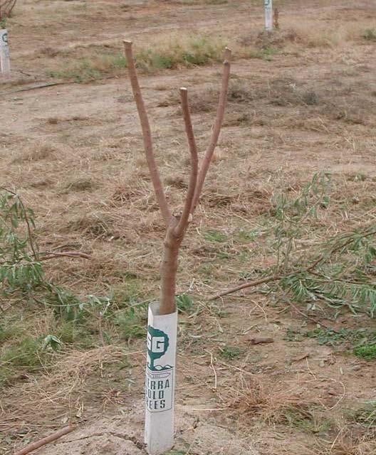 Short pruning leads to Excessive water sprouts Need for excessive pruning the next year Delay in yield