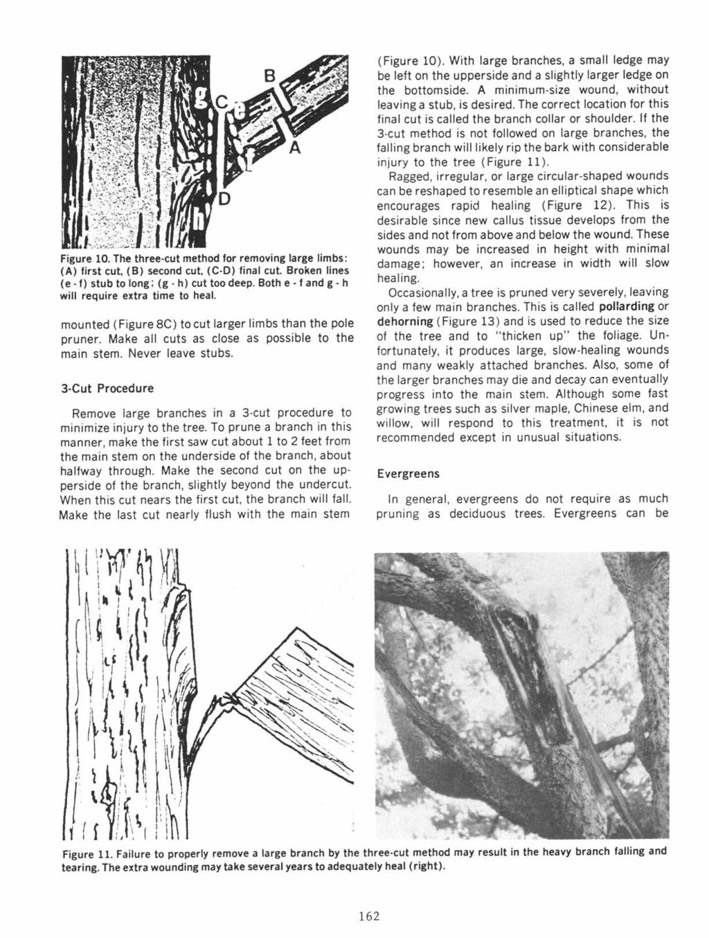 Figure 10. The three-cut method for removing large limbs: (A) first cut, (B) second cut, (C-D) final cut. Broken lines (e - 1) stub to long; (g - h) cut too deep. Both e - f and g.