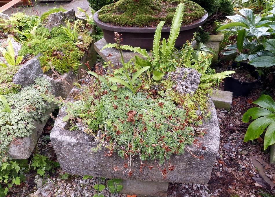 Ferns and orchids are among the most common plants that seed into the troughs.