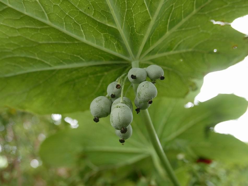 Other fruits, like these Podophyllum pleianthum, are not visible