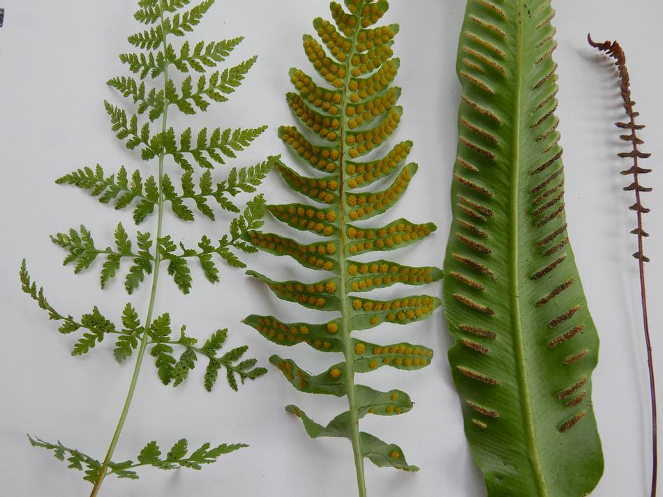 It is worth turning over the leaves to check the underside of the fern leaves for the decorative arrangement and colours of the sori containing the spores - Willie taught