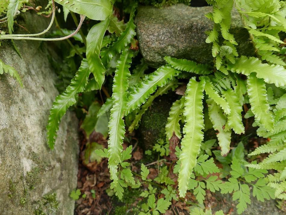 The picture on the previous page shows a group of volunteer ferns growing beside our bird bath - lifting the fronds of the larger one, which I think is a form of