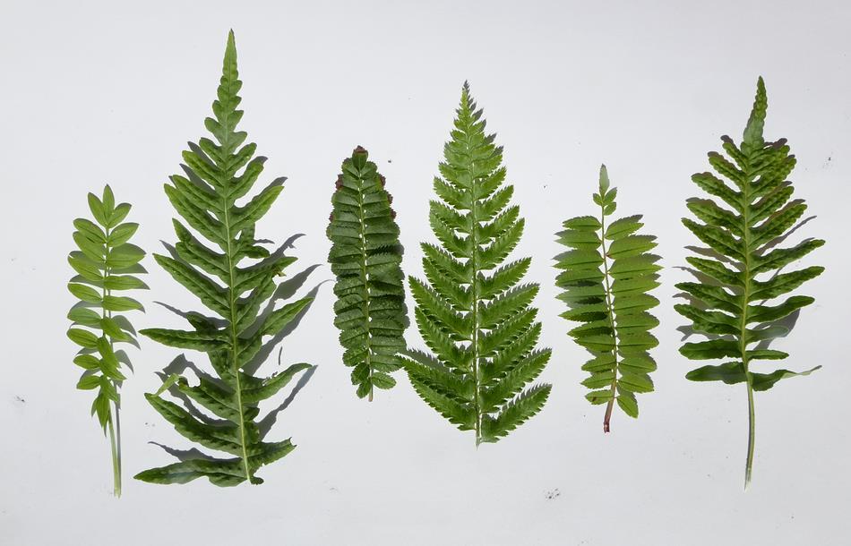 Not everything that looks like a fern is a fern I include Polemonium and Sorbus leaves in this group of