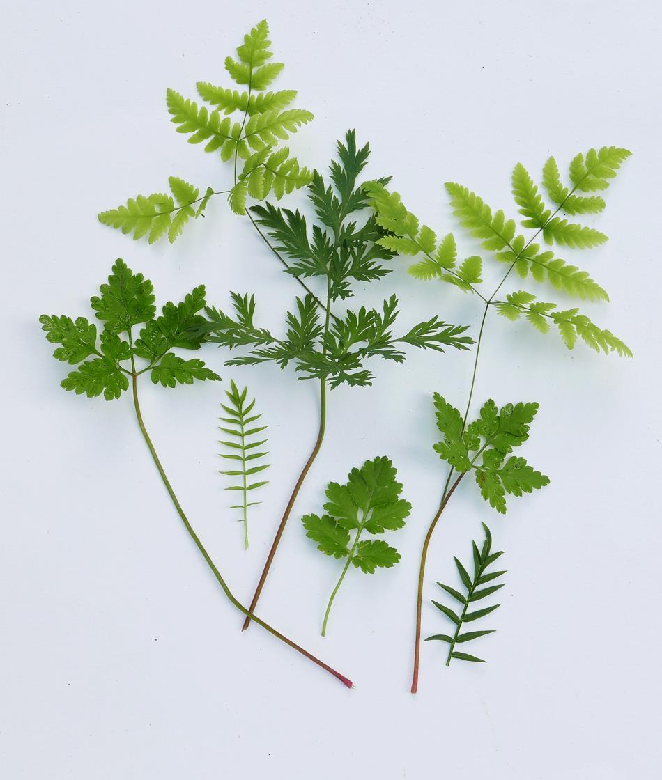 omaparison of the leaf structure of Gymnocarpium dryopteris with Geranium and Dicentra leaves all of