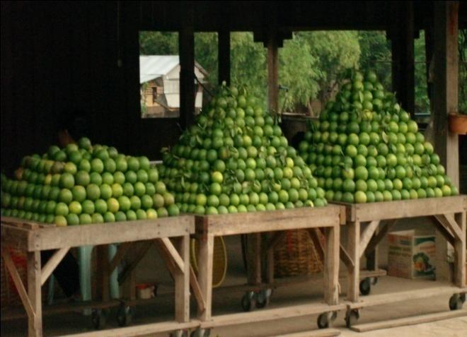 BACKGROUND Citrus sinensis is one of the most popular and also one of the economic crop in Cambodia Now, it has become a