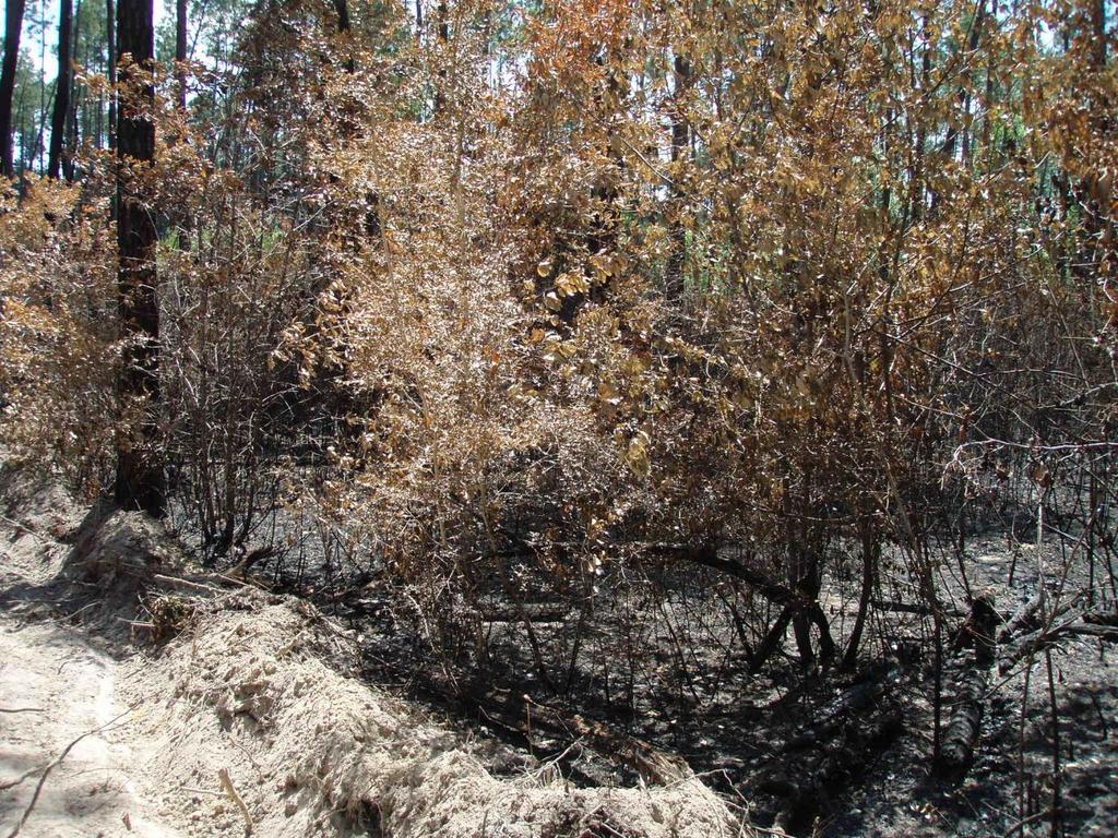 Location of spot fire LEO was trying to suppress behind the taller Yaupon De Soto