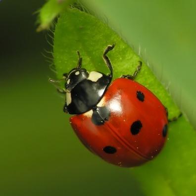 Beneficial Insects Seven-spotted Ladybug Description: Small, dome shaped insect with reddish-brown, shiny forewings.