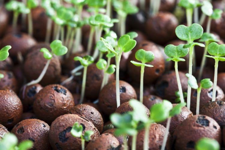Garden Clay Pebbles Lightweight Expanded Clay pebbles is a great growing medium for all plants. It provides excellent rainage as well as moisture retention.