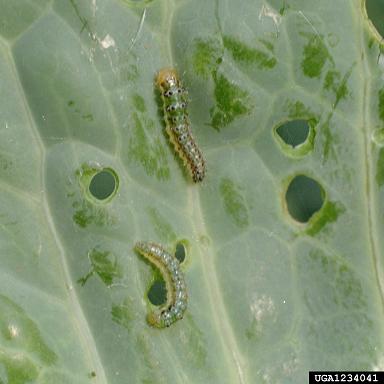 Pest management Cabbage worm complex Several types of worms that affect plants in