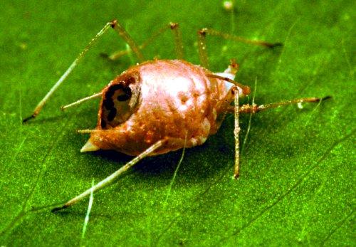 Pest management Aphids Control op<ons Avoid over-