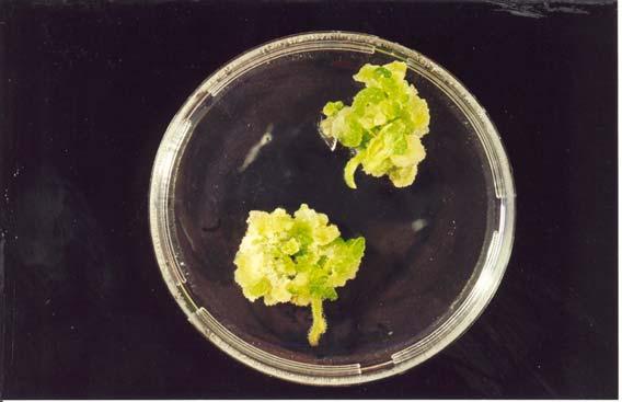 PLANT REGENERATION INDUCED WITH SPECTINOMYCIN 949 Fig. 1. Callus induction, proliferation and regeneration from cotyledons of tomato.