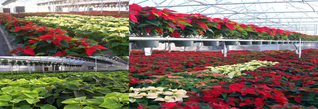 Tropical Foliage Plants Inc. Phone : (513) 451-5536 or (800) 735-7988 Tropical Foliage Plants has a lot of things going on and much to offer you for the upcoming Holiday Season.