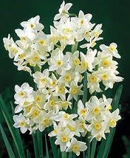 Paperwhites are another bulb