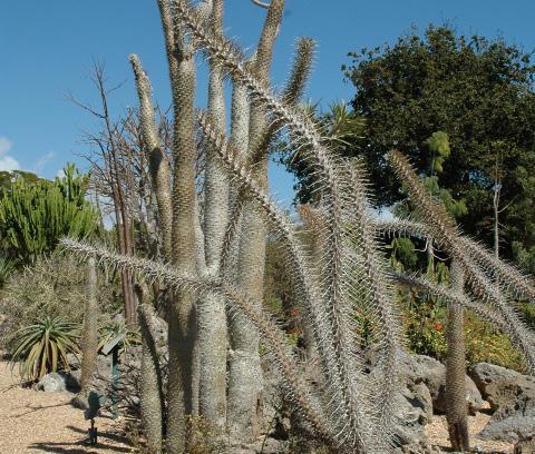 Look around you, what colors do you see in the desert? Find a silvery colored plant.