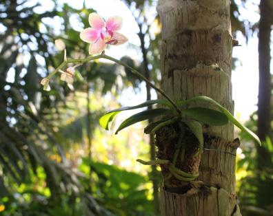Rainforest Nature Hunt Orchids These plants have beautiful flowers and use other