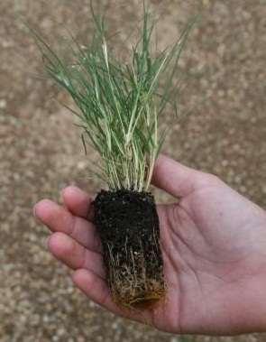 Native Grass Plugs Great selection Timing is critical Great for limited maintenance