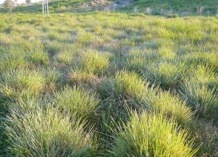 triticoides California Meadow