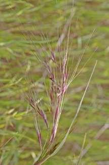 cernua Maidenhair Grass