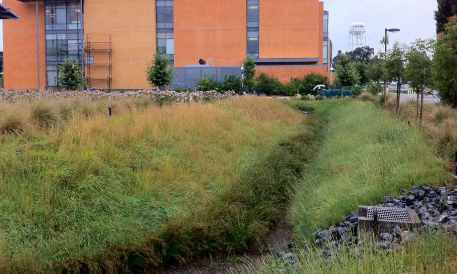 Native Grass: UCD Brewery,