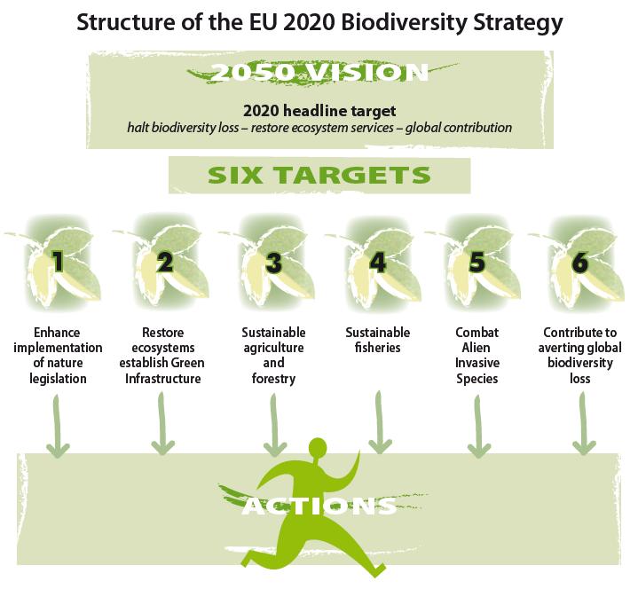 GI in EU Biodiversity Strategy Action 6b of EU Biodiversity Strategy: The Commission will develop a Green Infrastructure Strategy by 2012 to promote the deployment of