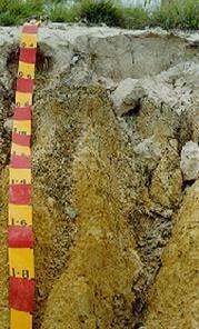 Loamy surface over a clay sodic subsoils (often