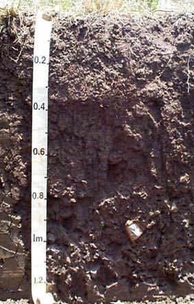 Soil Group 13 Soil Description: