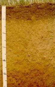 Farnsfield, Quart SR1 Dermosols (sandy surface);