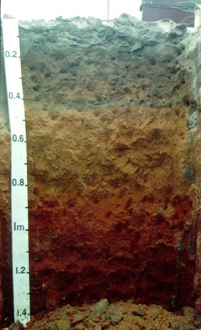 structured clay subsoil.