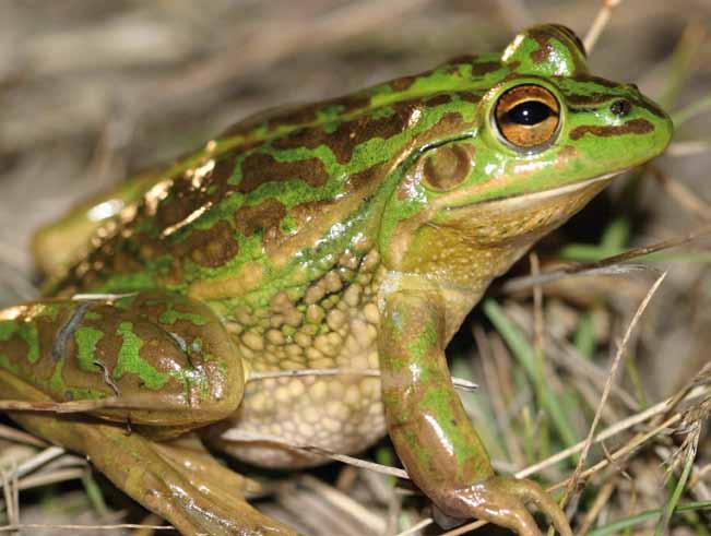 Table 1. Area (ha) of land recommended for protection for Growling Grass Frog (indicative Category 1 areas) in the growth areas Zone Total area of suitable habitat in growth areas (incl.