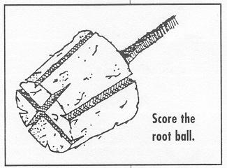 If the soils are compacted and clayey, dig the hole 5 times the width of the soil ball or root spread. The root collar flare should be at the soil surface.