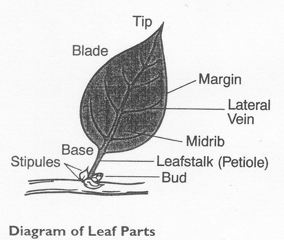 Diagram of Leaf Parts Leaf