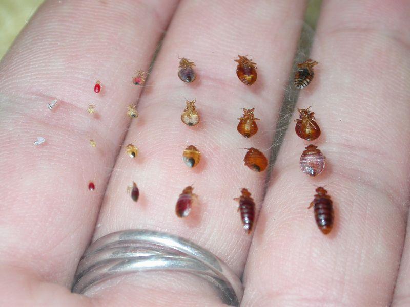 Bed Bug Lifecycle http://www.