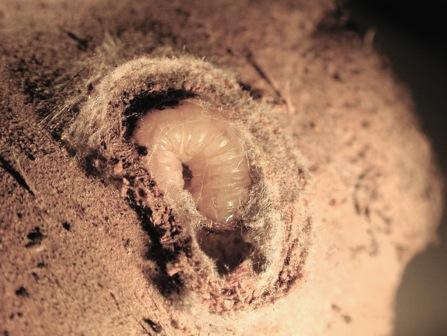 Life History Overwinter as last instar larvae Pupate in early