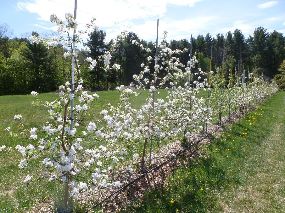 Pollinator protection Bloom is a critical time in the orchard No Insecticides During Bloom!
