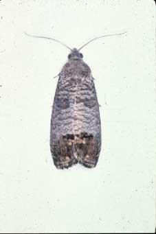 Codling Moth Petal Fall: For 1 st