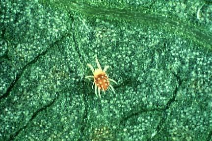 European Red Mite Petal Fall: Threshold