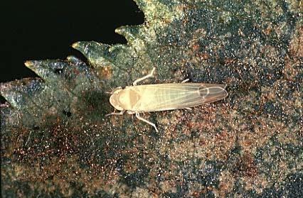 Leafhoppers: mid-summer Petal Fall-June : examine leaves for presence of 1 st gen.