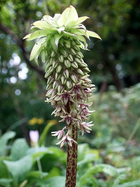 Eucomis bicolour A few weeks ago I showed some pictures of Eucomis with the flower spikes just emerging from the nest of leaves by now some of them are in flower.