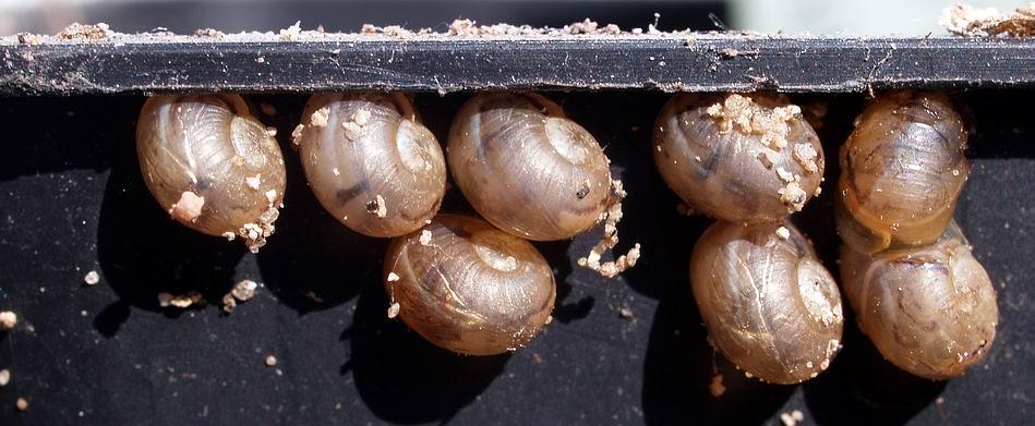 of young recently hatched snails just below