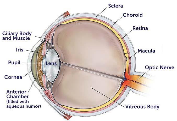Biological damage to the eye Laser irradiation of the eye may cause damage to cornea, lens, or retina.