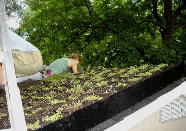 Green Living Technologies Green Roof Systems 3 Green Roof Options Green Living Roof Panels Available pre-vegetated or as a planted in place Extensive system Always the base for Intensive or Hybrid
