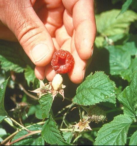 Raspberry harvest Gentle