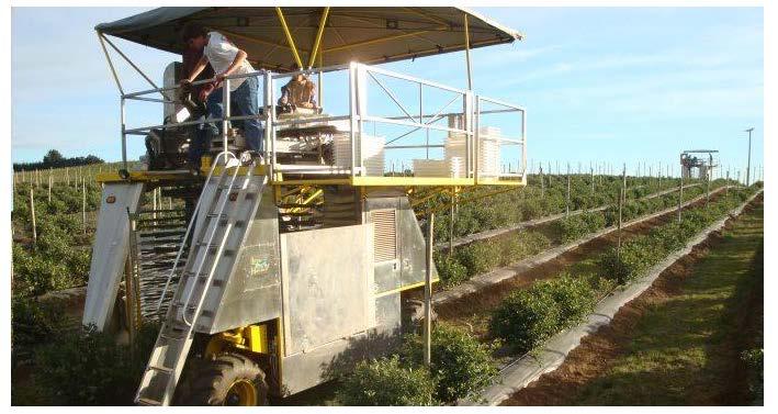 Blueberries Machine harvesting possible Height of fall determines bruising Bruising affects storage life Use for berries to be processed Varietal differences stem scars Needs clean up, debris removal