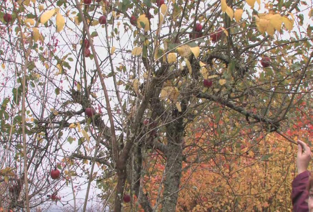G. Full-size trees can sometimes become neglected because of the care required to produce good fruit.