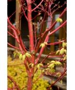 Acer palmatum 'Sango Kaku' Coral Bark Japanese Maple Item #0102 This beautiful small tree has brilliant red-coral bark on its young branches with color that intensifies in the winter.