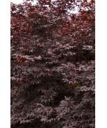 item_number=3182 Acer palmatum 'Waterfall' Waterfall Japanese Maple Item #0090 This improved selection makes an extremely attractive garden or patio tree.