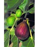 Ficus carica 'Brown Turkey' Brown Turkey Fig Item #3678 Zone: 7-9 An attractive deciduous tree with an intriguing winter silhouette.